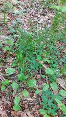 Carex brizoides