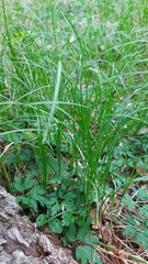Carex brizoides