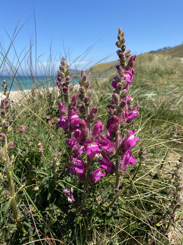 Antirrhinum linkianum