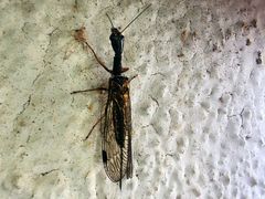 Phaeostigma