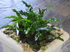 Veltheimia