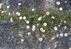 Erigeron karvinskianus