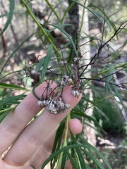 Cassinia aureonitens