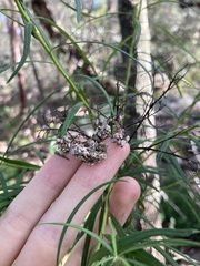 Cassinia aureonitens