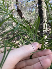 Cassinia aureonitens