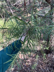 Cassinia aureonitens