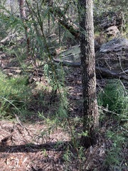 Cassinia aureonitens