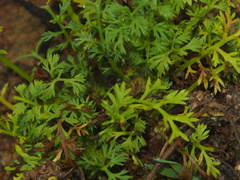 Soliva anthemifolia