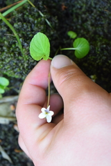 Viola macloskeyi