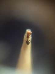 Tetramorium simillimum