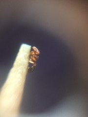 Tetramorium simillimum