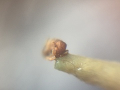 Tetramorium simillimum