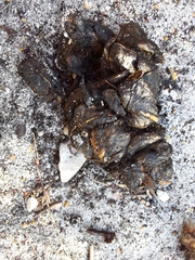 Hystrix africaeaustralis