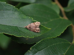 Gatesclarkeana idia