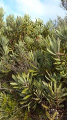 Protea burchellii × laurifolia