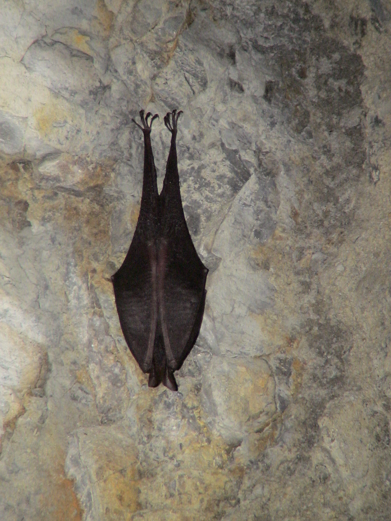 Formosan Woolly Horseshoe Bat