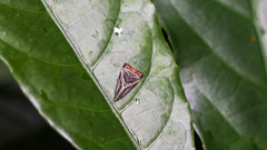 Dactylioglypha tonica