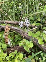 Plectranthus verticillatus