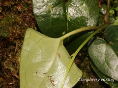 Asarum taipingshanianum