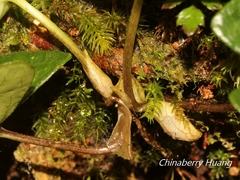 Asarum taipingshanianum