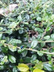 Parheminodes pulcher