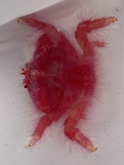 Dromidia hirsutissima