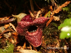 Asarum taipingshanianum