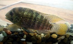 Platinum Acara photo 2