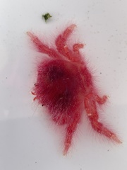 Dromidia hirsutissima