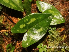 Asarum taipingshanianum