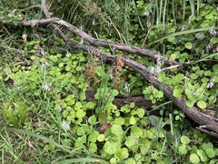 Plectranthus verticillatus