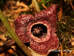 Asarum taipingshanianum