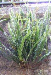Nephrolepis cordifolia