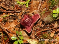 Asarum taipingshanianum