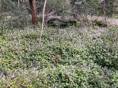Plectranthus verticillatus