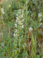 Reseda phyteuma