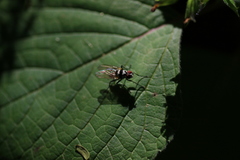 Limnophora obsignata