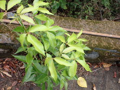 Crateva unilocularis