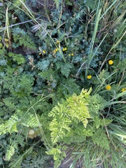 Anthriscus cerefolium