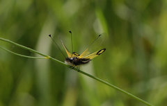 Libelloides rhomboideus