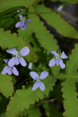 Viola labradorica