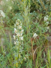 Reseda phyteuma