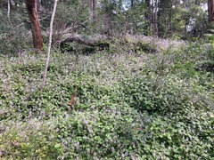 Plectranthus verticillatus