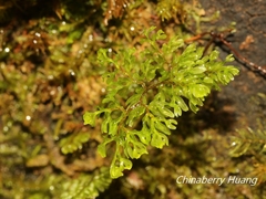 Hymenophyllum paniculiflorum