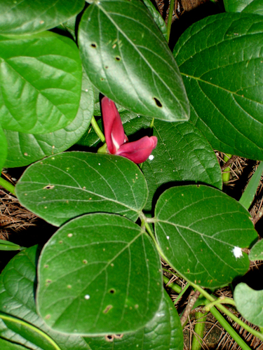 Canavalia sericea
