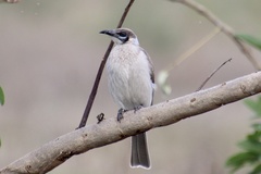 Little Friarbird photo 2