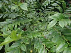 Zanthoxylum avicennae