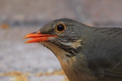 Turdus libonyana