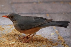 Turdus libonyana
