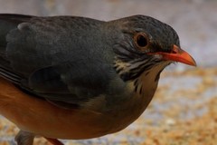 Turdus libonyana